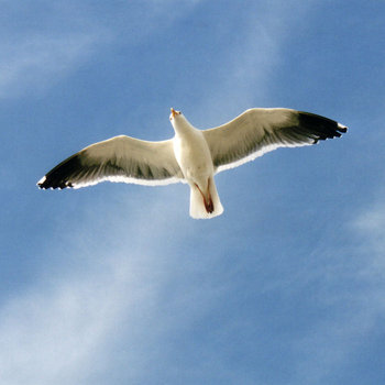 Seagull cover art