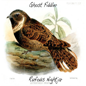 Rufous Nightjar cover art