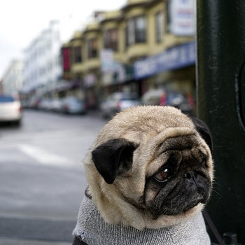 Disappointment cover art