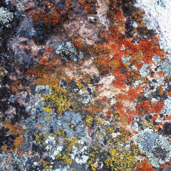Rosenwasser cover art