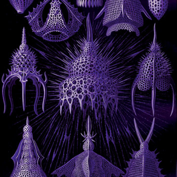 <o> cover art