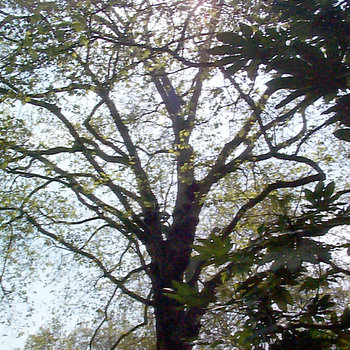 melting ice b cover art