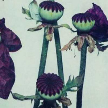 Dreamcatcher cover art