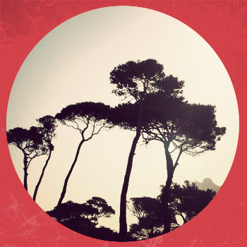 Serengeti / Suckcess cover art