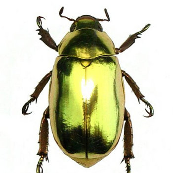 Gold Bug cover art