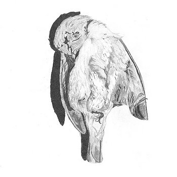 South cover art