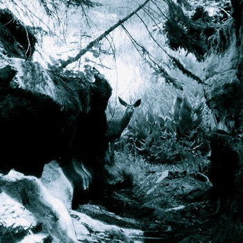 Sequoia Tree cover art