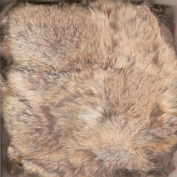 Dead Animals cover art