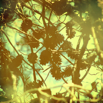 Light Into Branches Remix cover art