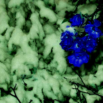 violets cover art