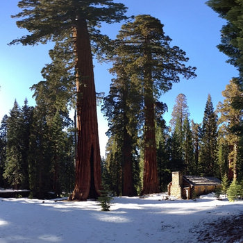 Sequoia Flute Meditation cover art