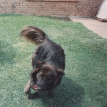 "dog" LP cover art