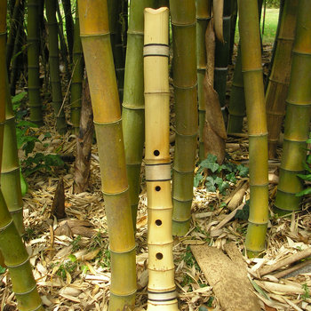 Bamboo cover art