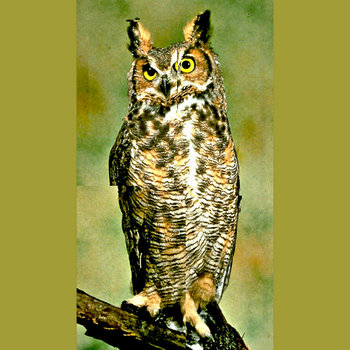 Snake V Owl cover art