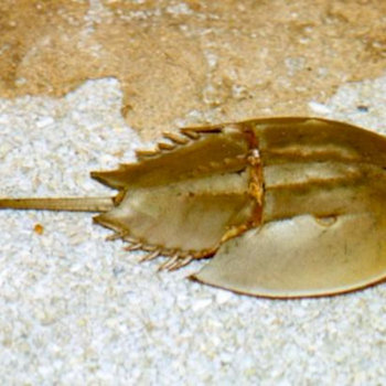 How to Eat a Horseshoe Crab cover art