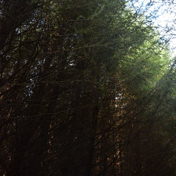 pine trees in the wind cover art