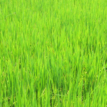 52 Folk Songs: Green cover art