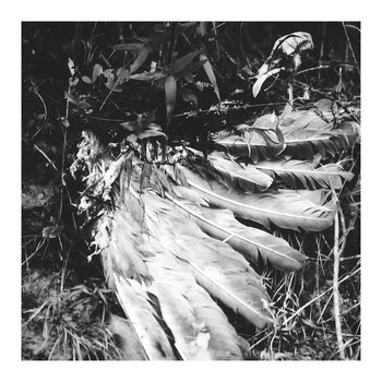 Feathers and Furs cover art