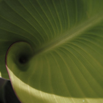 Reflections of a Dancing Leaf cover art