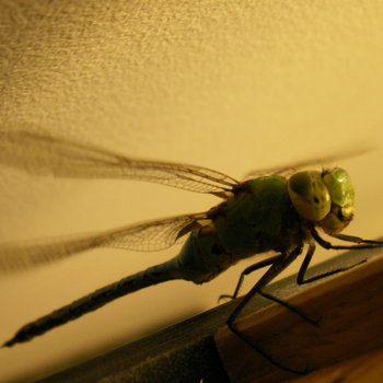 Wax Wings cover art