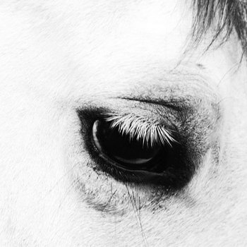 Horse Heaven cover art