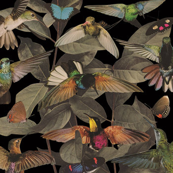 Bird Eyes cover art