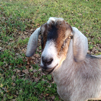 Petting Zoo cover art