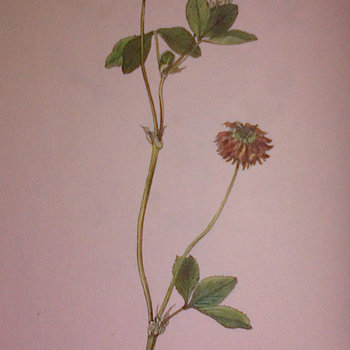 Diagnosis /trifolium cover art