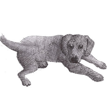 ladydog cover art
