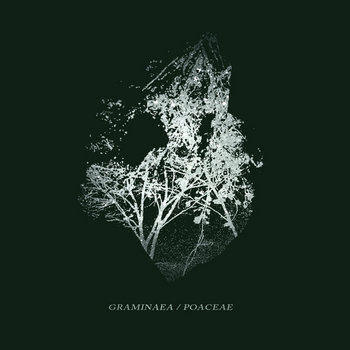 Graminaea/Poaceae Split cover art