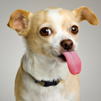 Tom's Dog (asdfmovie5 theme) cover art